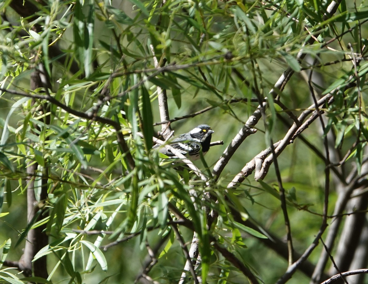 Black-throated Gray Warbler - Danette Henderson