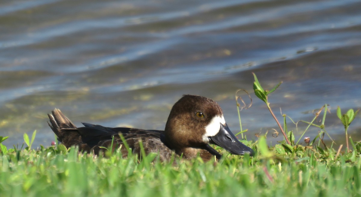 Lesser Scaup - shirley franey