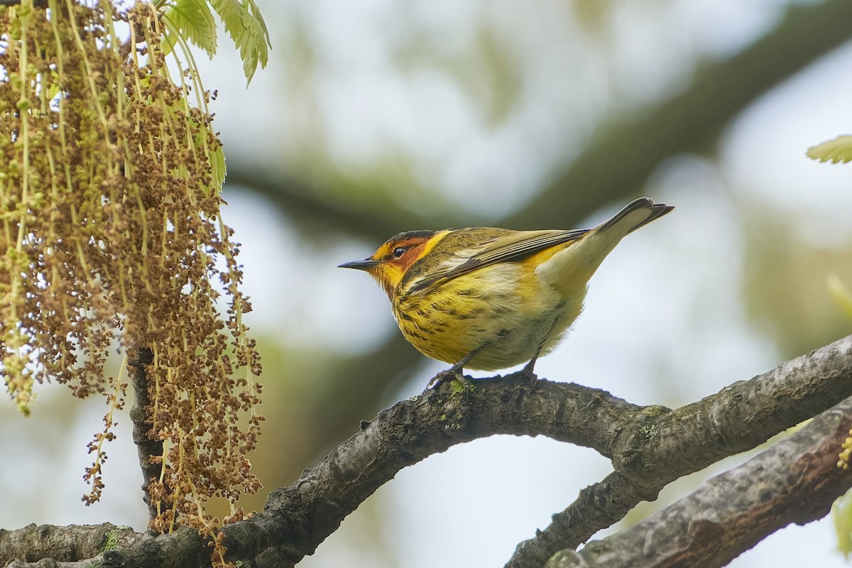 Cape May Warbler - ML618292275