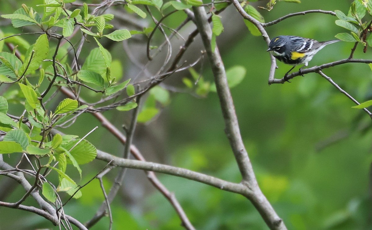 Yellow-rumped Warbler (Myrtle) - ML618292277