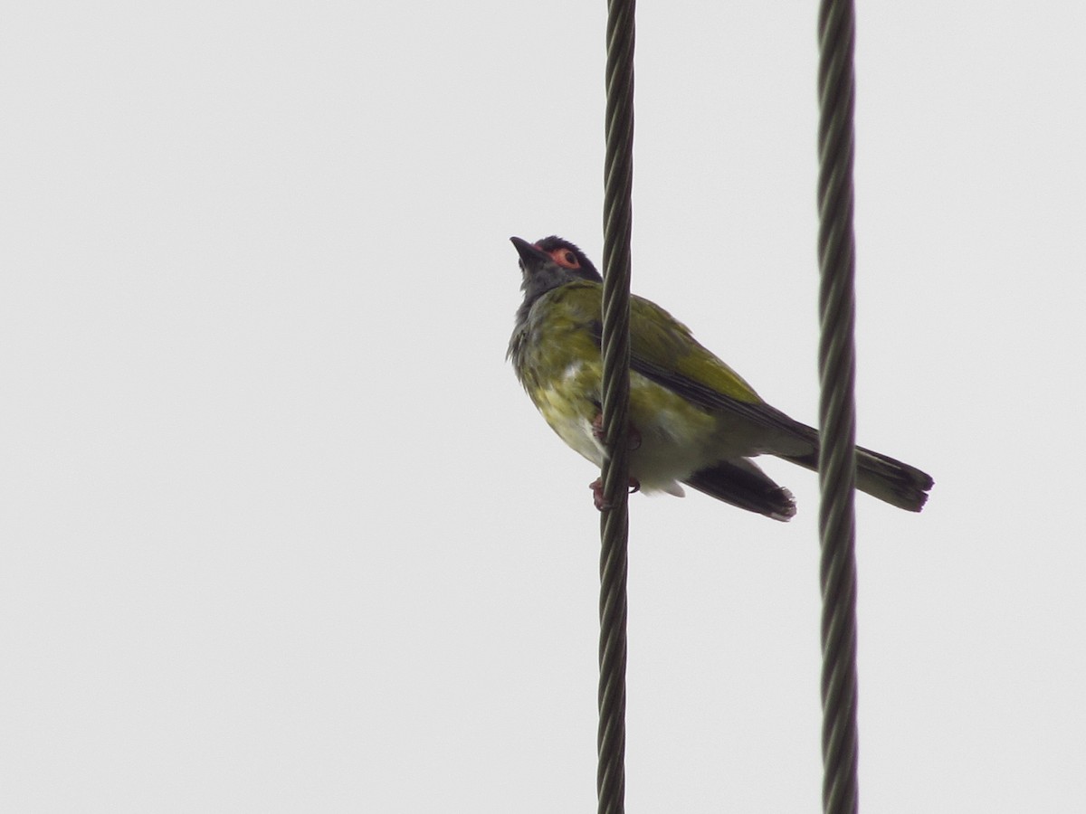 Australasian Figbird - ML618292282