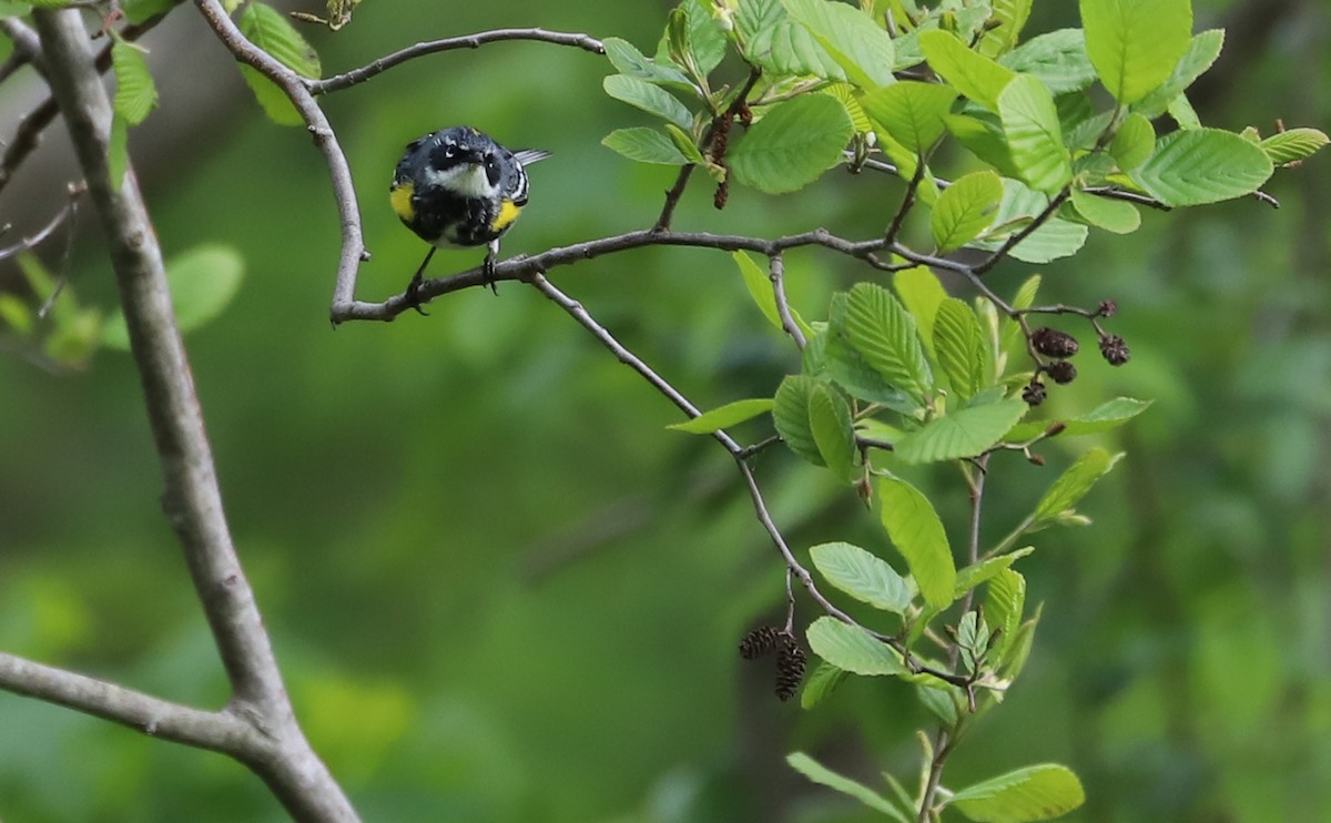 Yellow-rumped Warbler (Myrtle) - Rob Bielawski