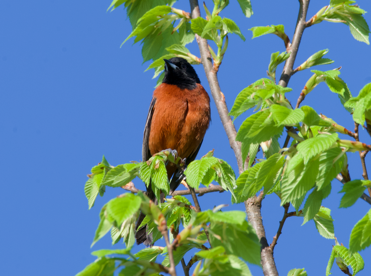 Orchard Oriole - Heather Buttonow