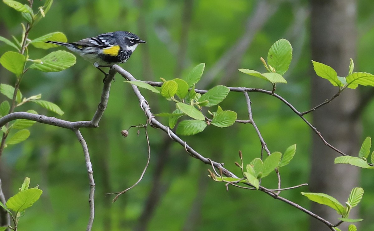 Yellow-rumped Warbler (Myrtle) - Rob Bielawski