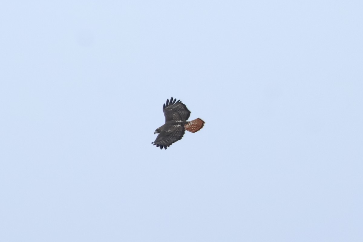 Red-tailed Hawk (abieticola) - Sam Darmstadt