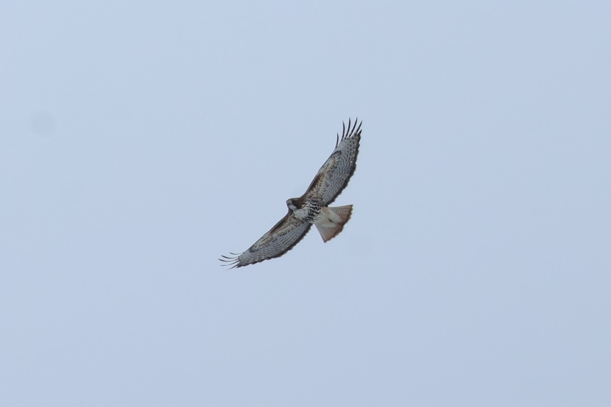 Red-tailed Hawk (abieticola) - ML618292303