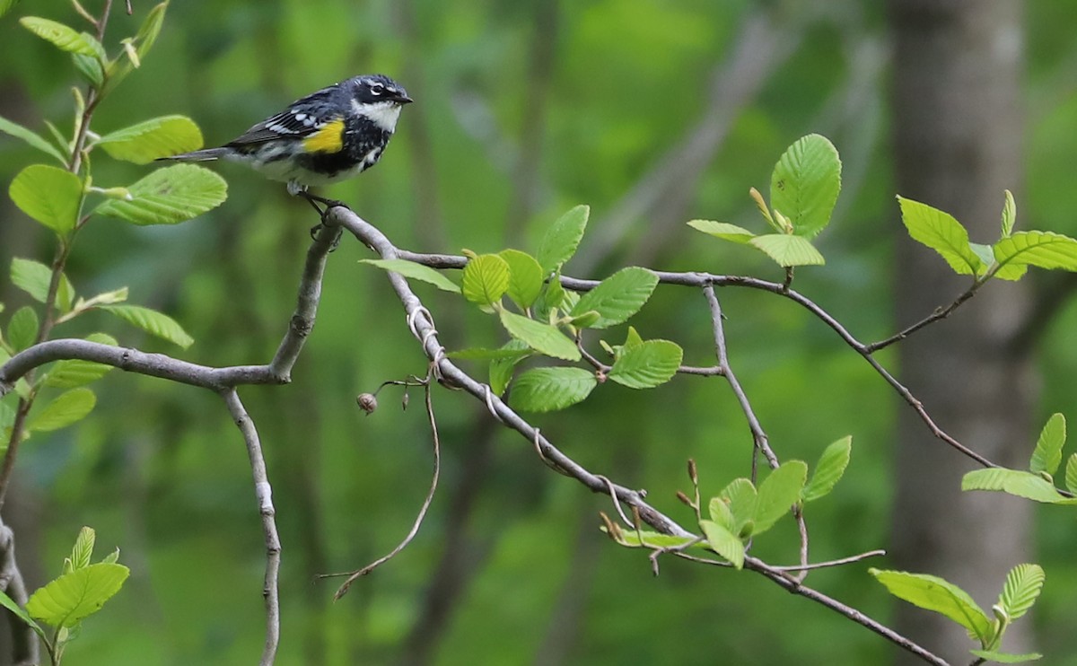Yellow-rumped Warbler (Myrtle) - ML618292306