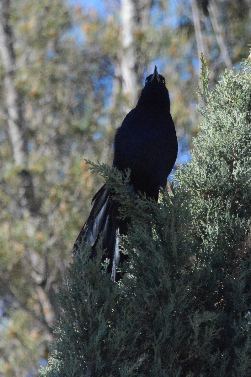 Great-tailed Grackle - ML618292307