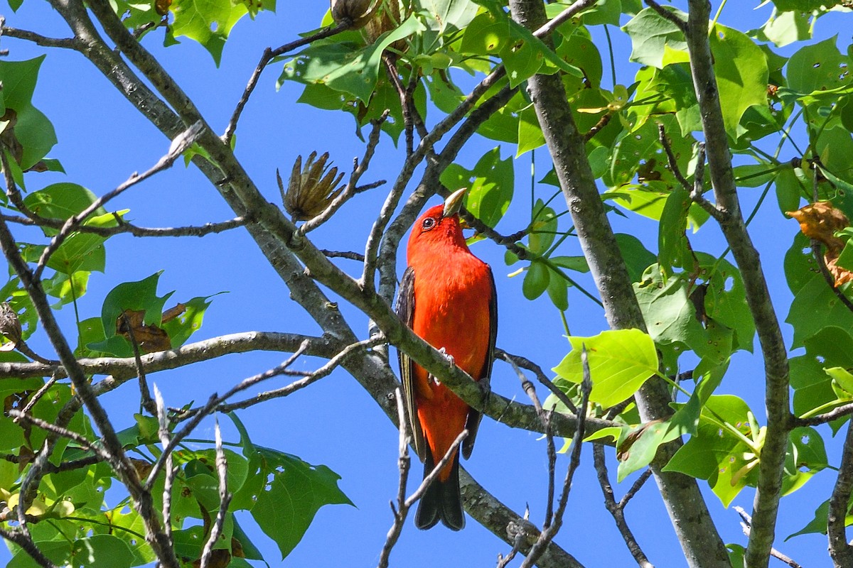 Scarlet Tanager - ML618292319