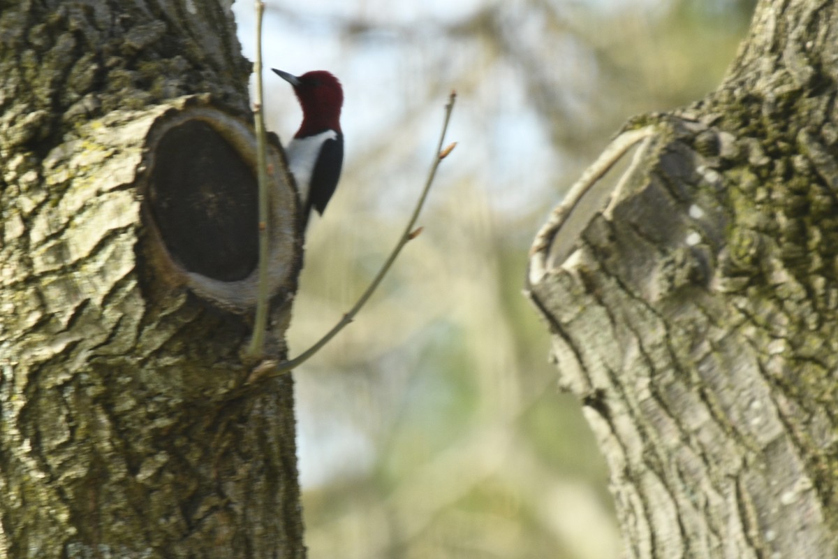 Red-headed Woodpecker - ML618292329