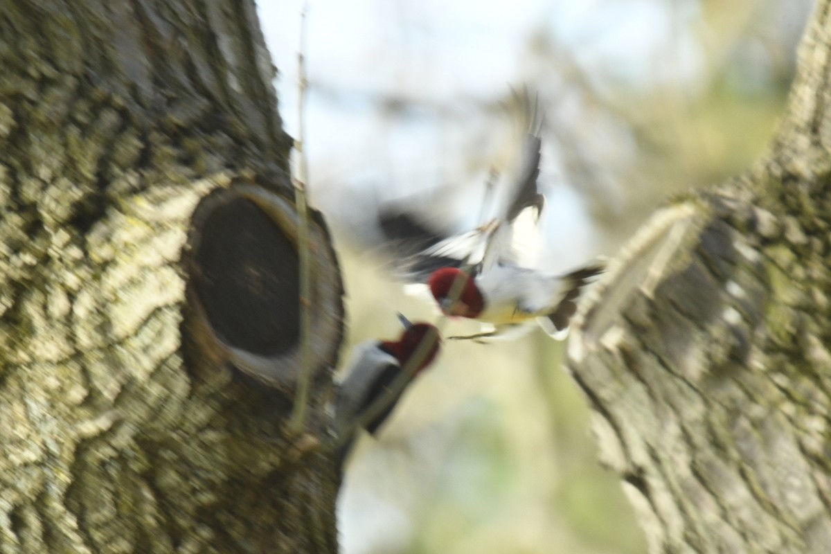 Red-headed Woodpecker - ML618292330