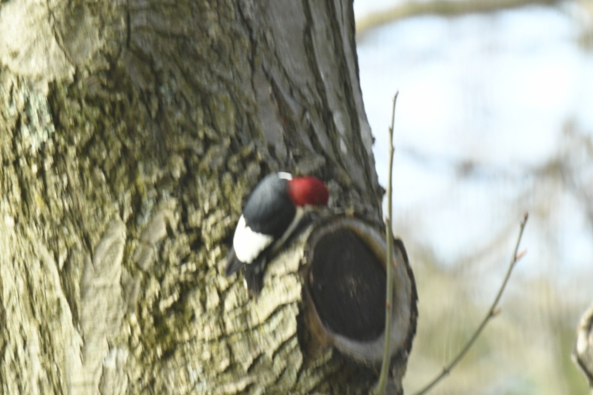 Red-headed Woodpecker - ML618292331