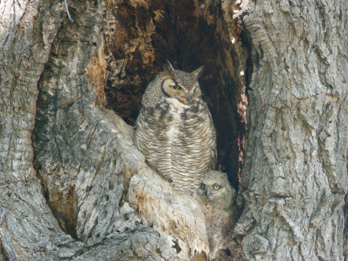 Great Horned Owl - ML618292379