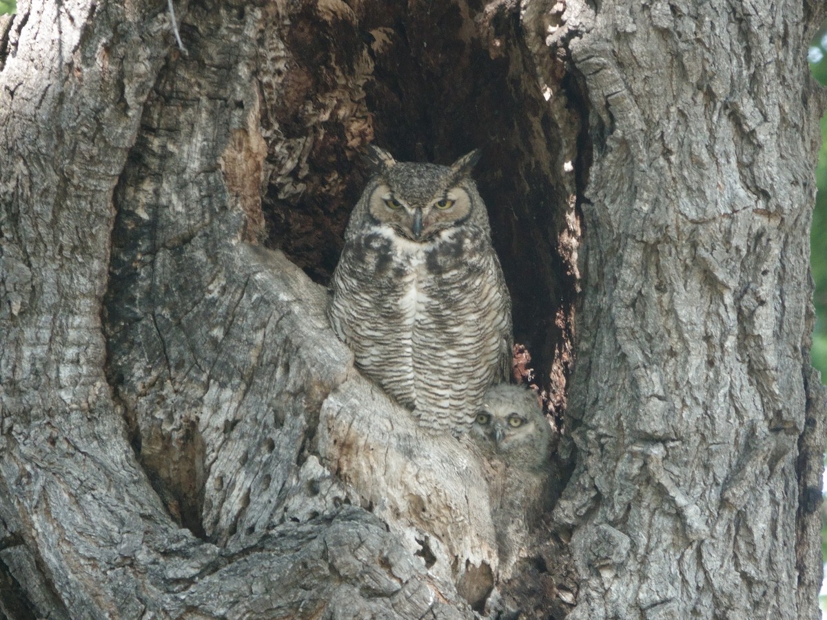 Great Horned Owl - ML618292380