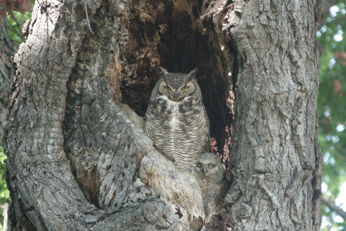 Great Horned Owl - ML618292381