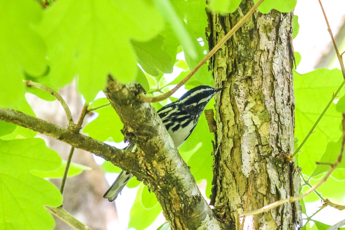 Black-and-white Warbler - ML618292391