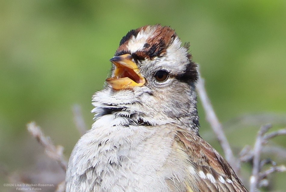 White-crowned Sparrow - Lisa Walker-Roseman