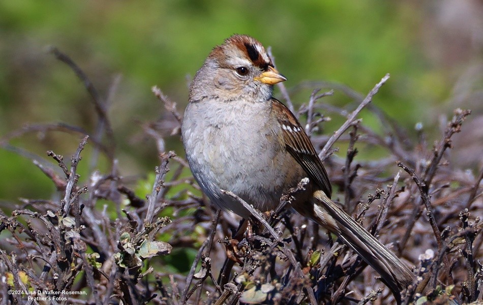 White-crowned Sparrow - Lisa Walker-Roseman