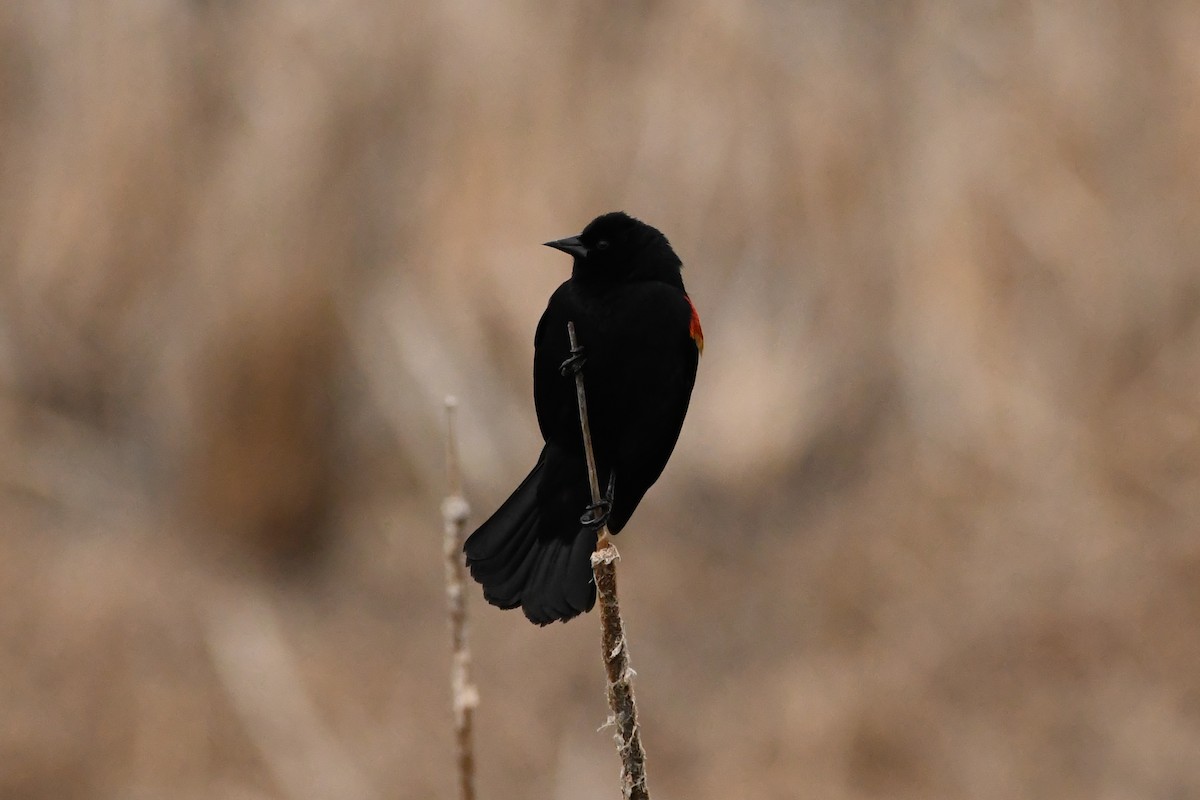 Red-winged Blackbird - ML618292404