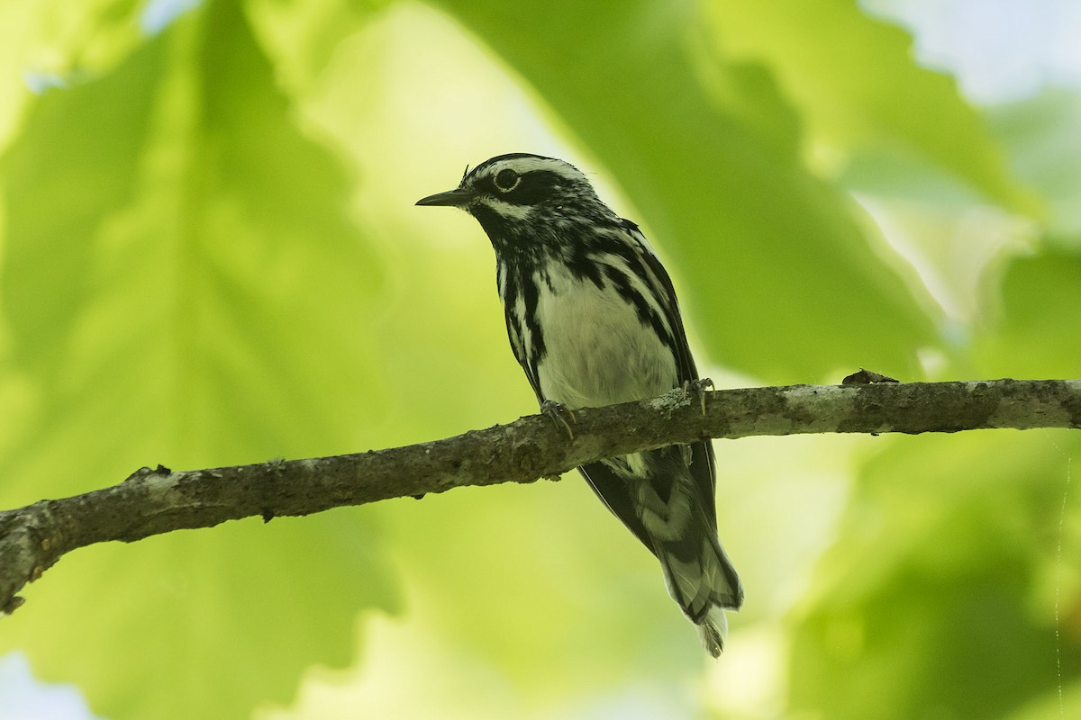 Black-and-white Warbler - ML618292421