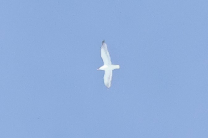 Herring x Glaucous-winged Gull (hybrid) - ML618292422