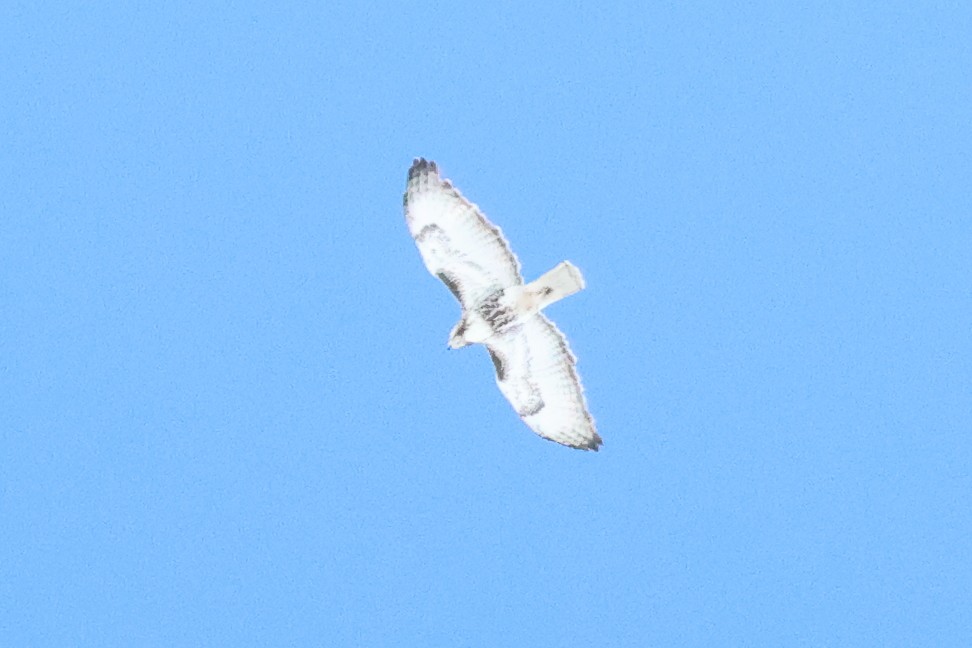 Red-tailed Hawk (Harlan's) - ML618292452