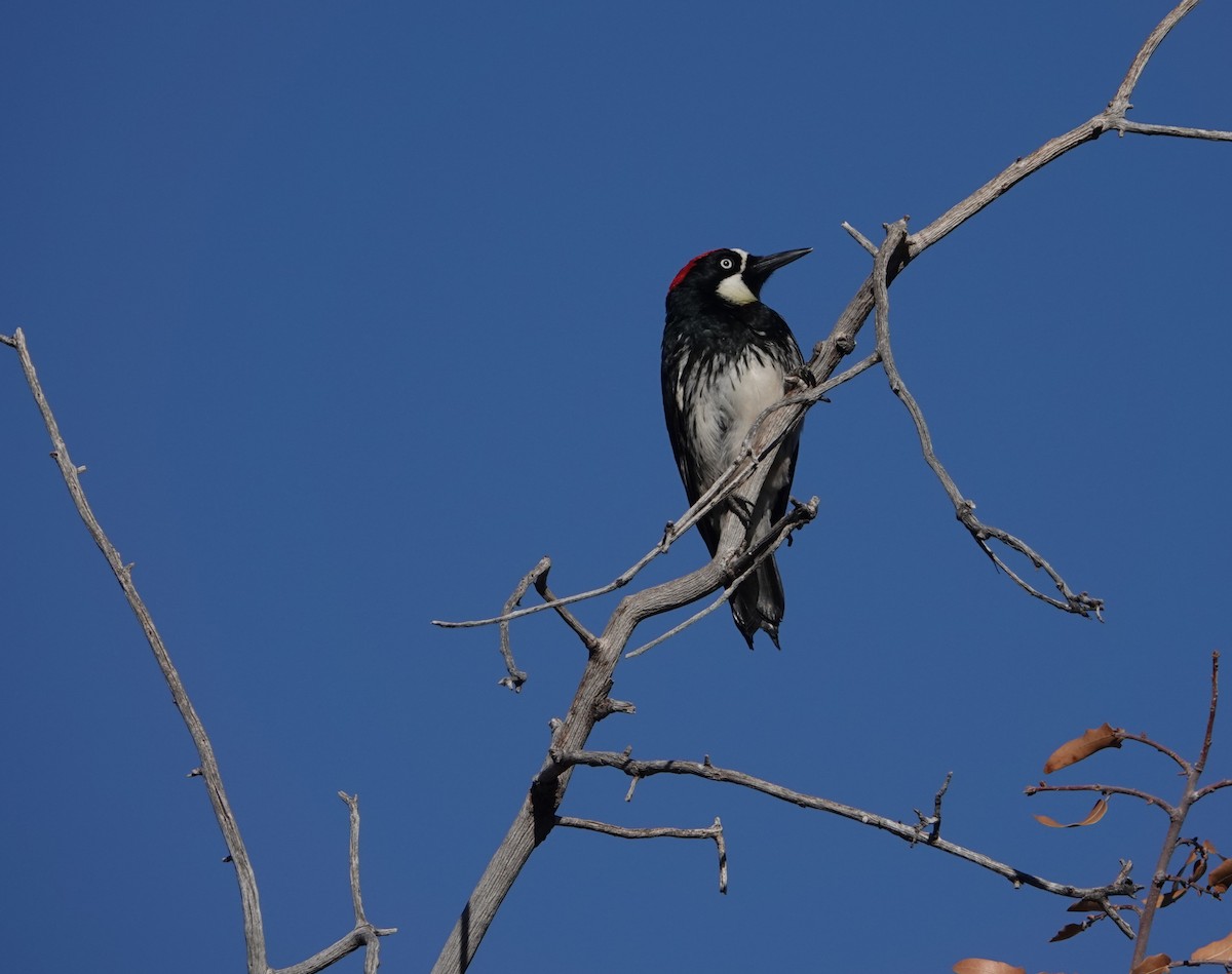 Acorn Woodpecker (Acorn) - ML618292463