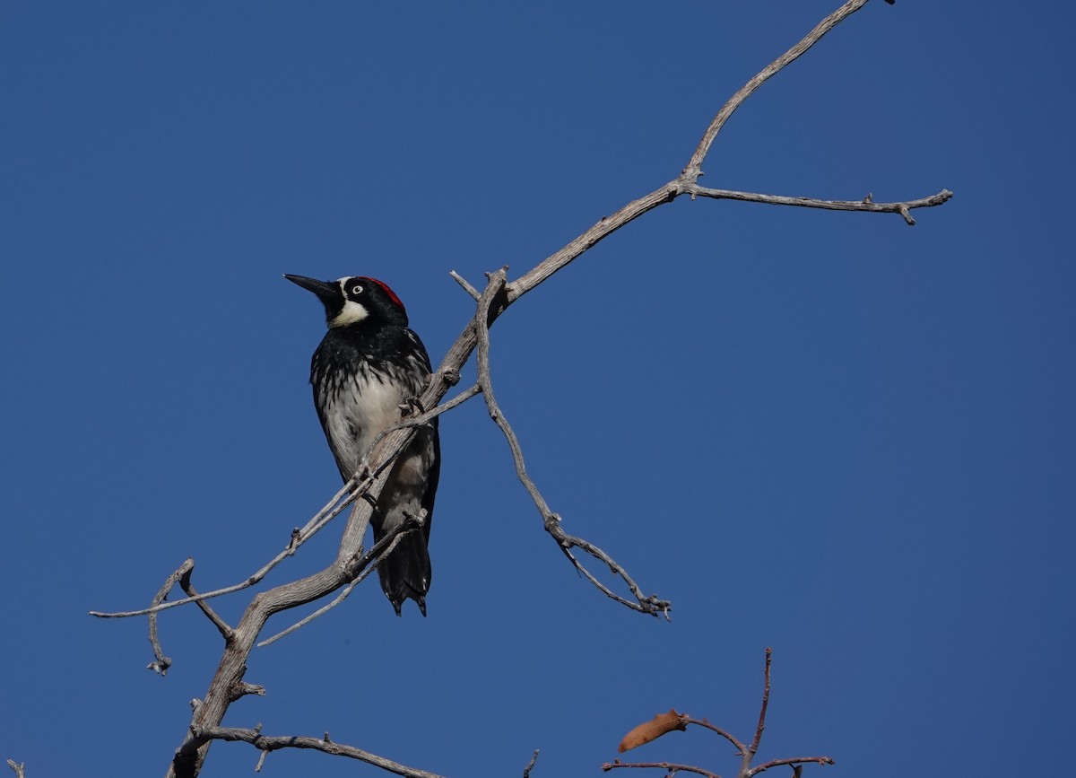 Acorn Woodpecker (Acorn) - Danette Henderson