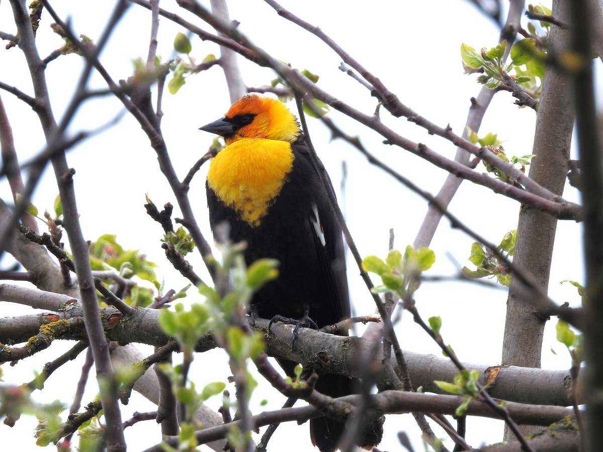 Yellow-headed Blackbird - ML618292496