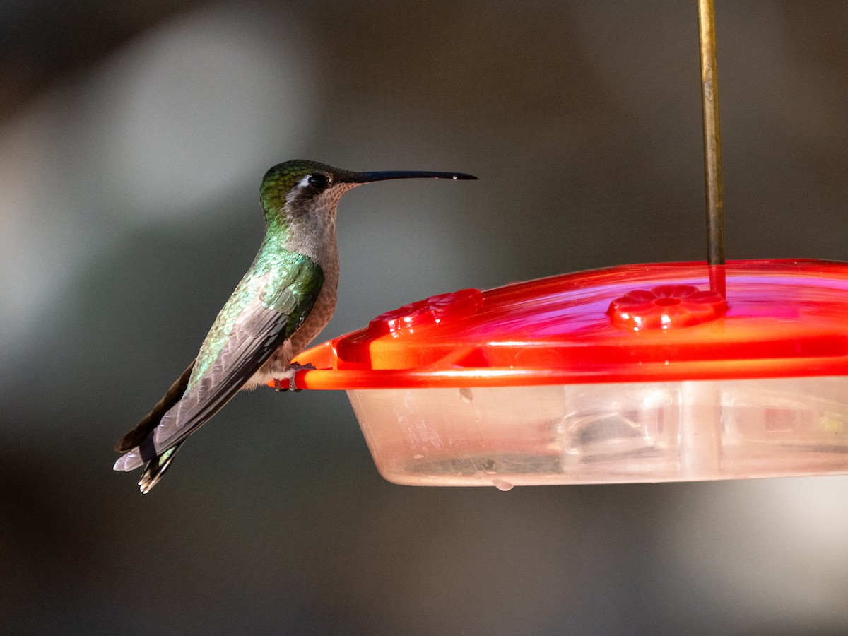 kolibřík skvostný - ML618292500