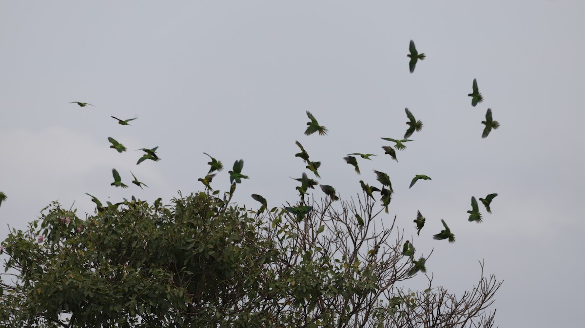 Brown-throated Parakeet (Brown-throated) - Andres Felipe Bonilla