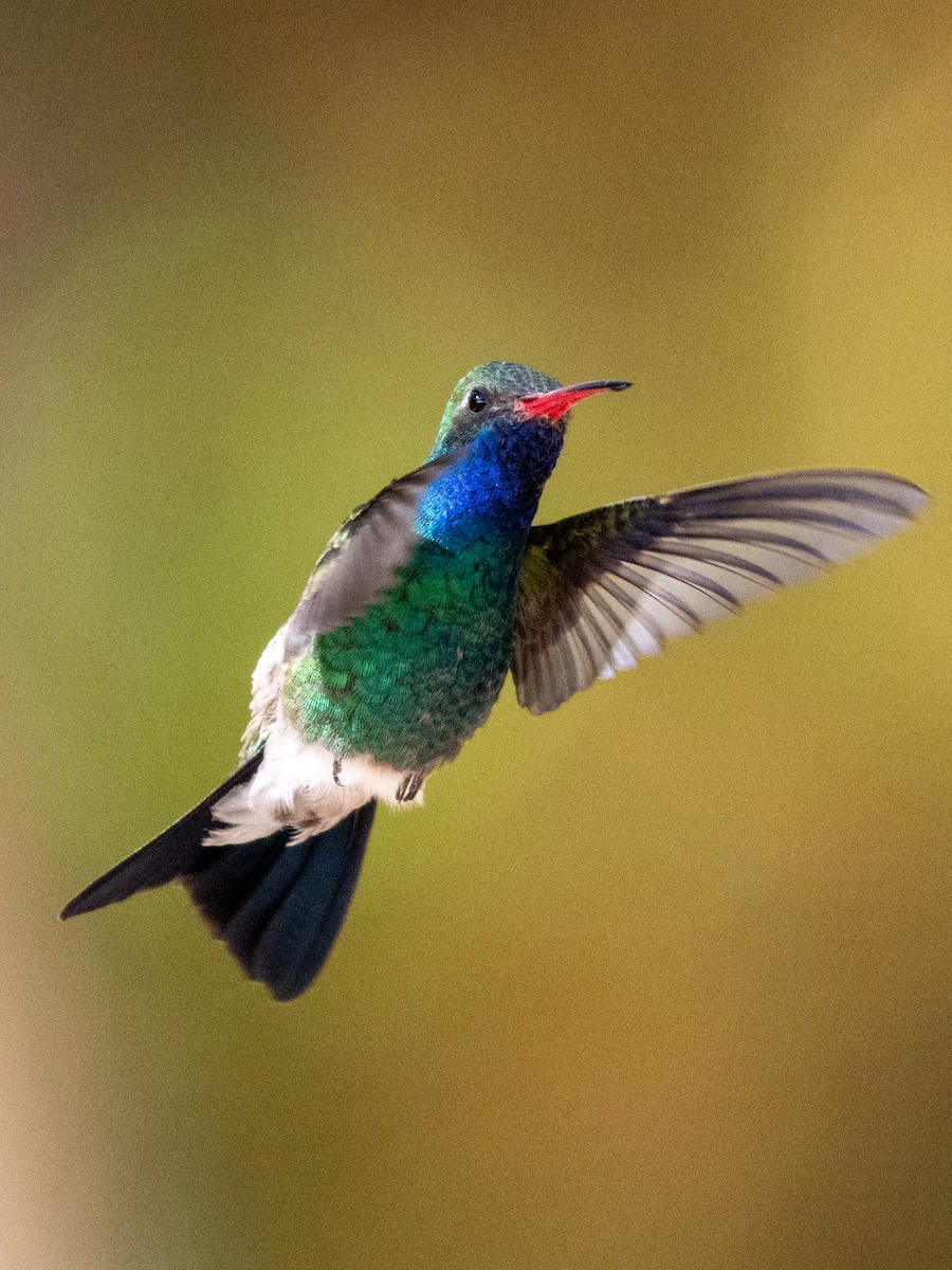Broad-billed Hummingbird - Ken Ferguson