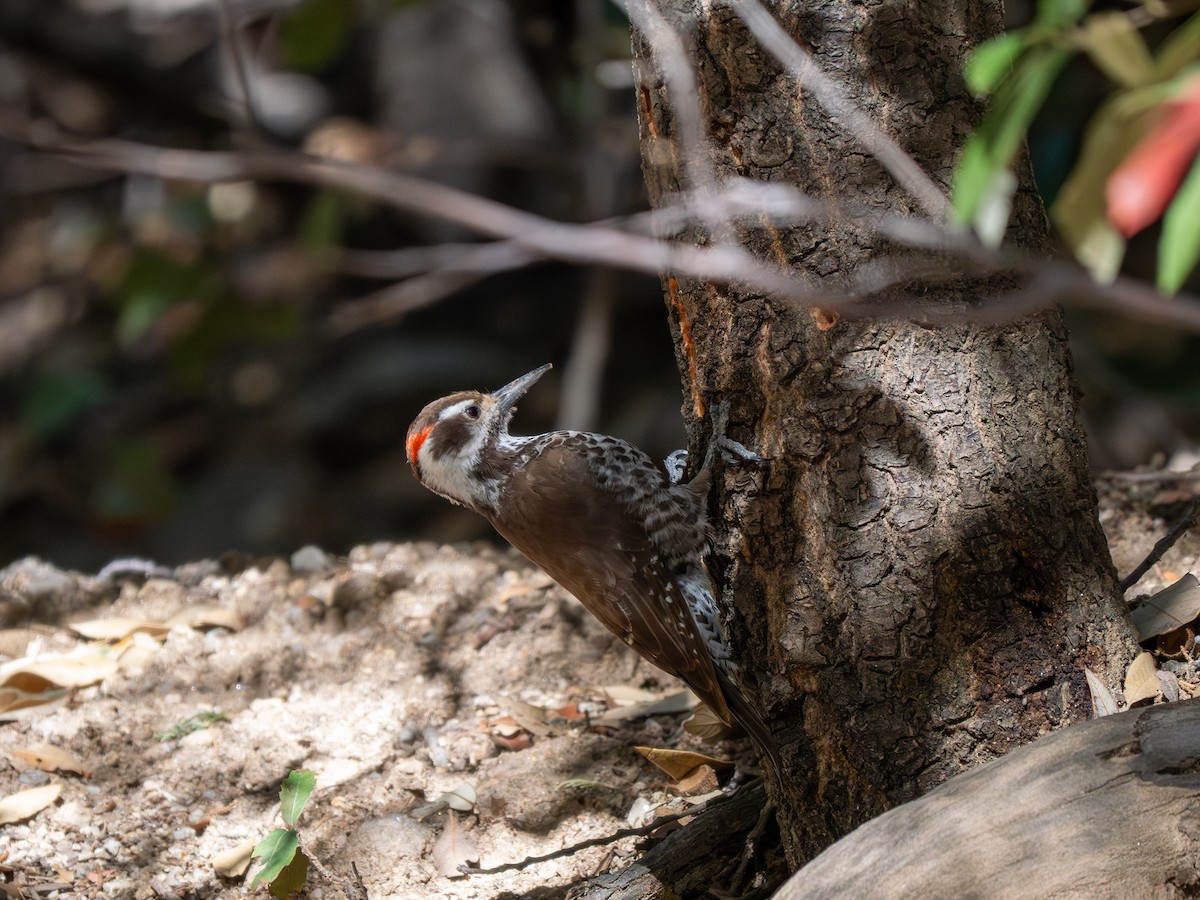 Arizona Woodpecker - ML618292552