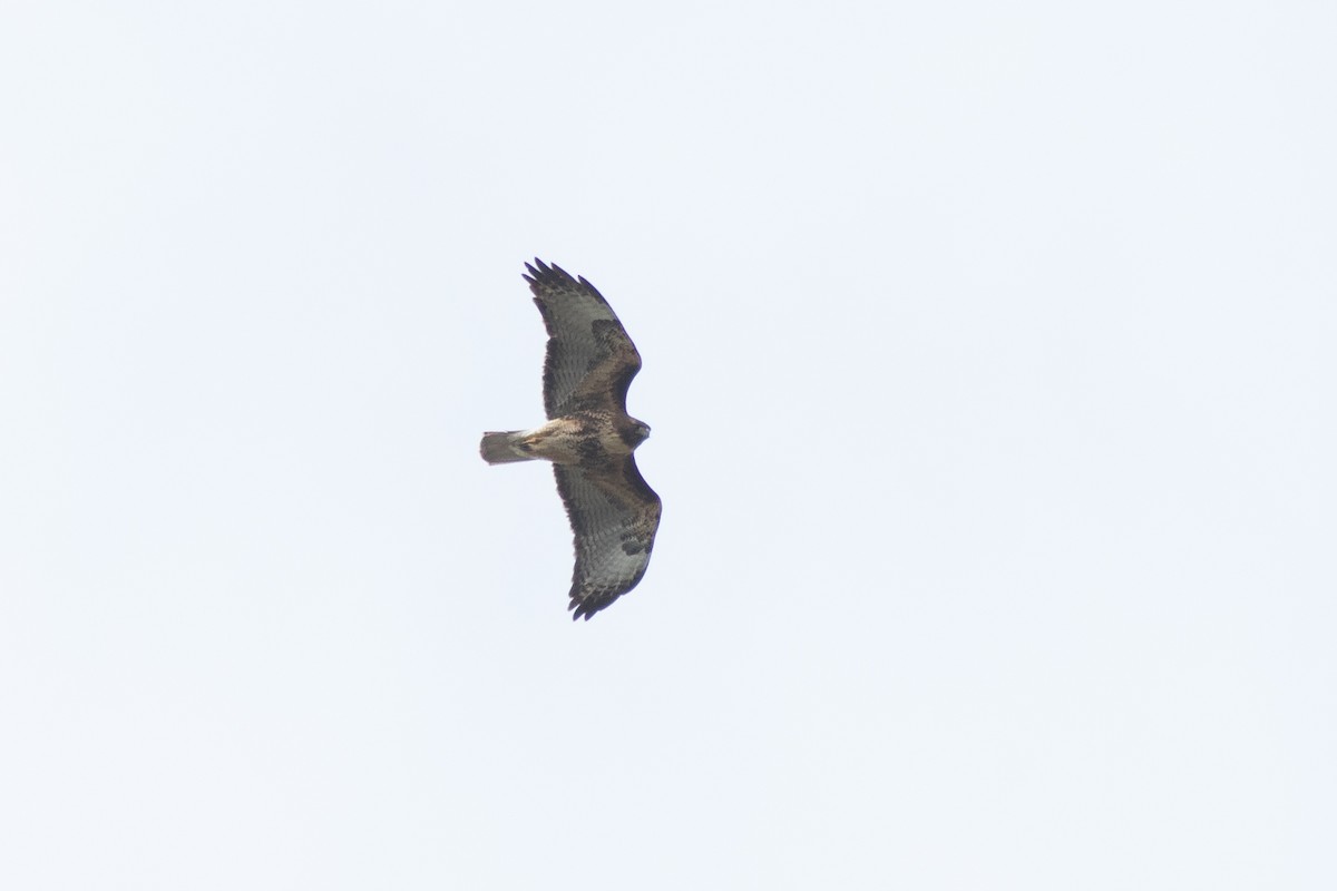 Red-tailed Hawk - ML618292553