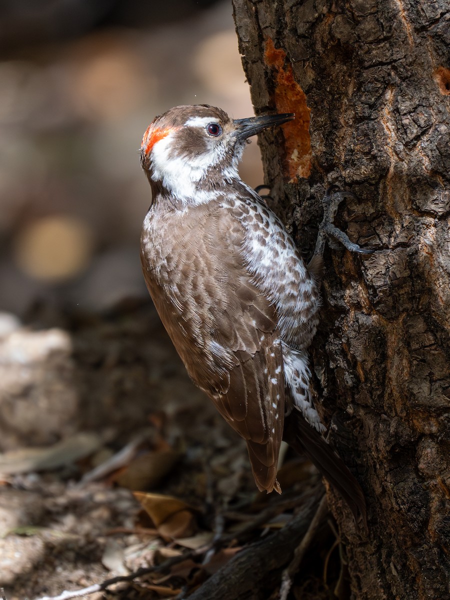 Arizona Woodpecker - ML618292554