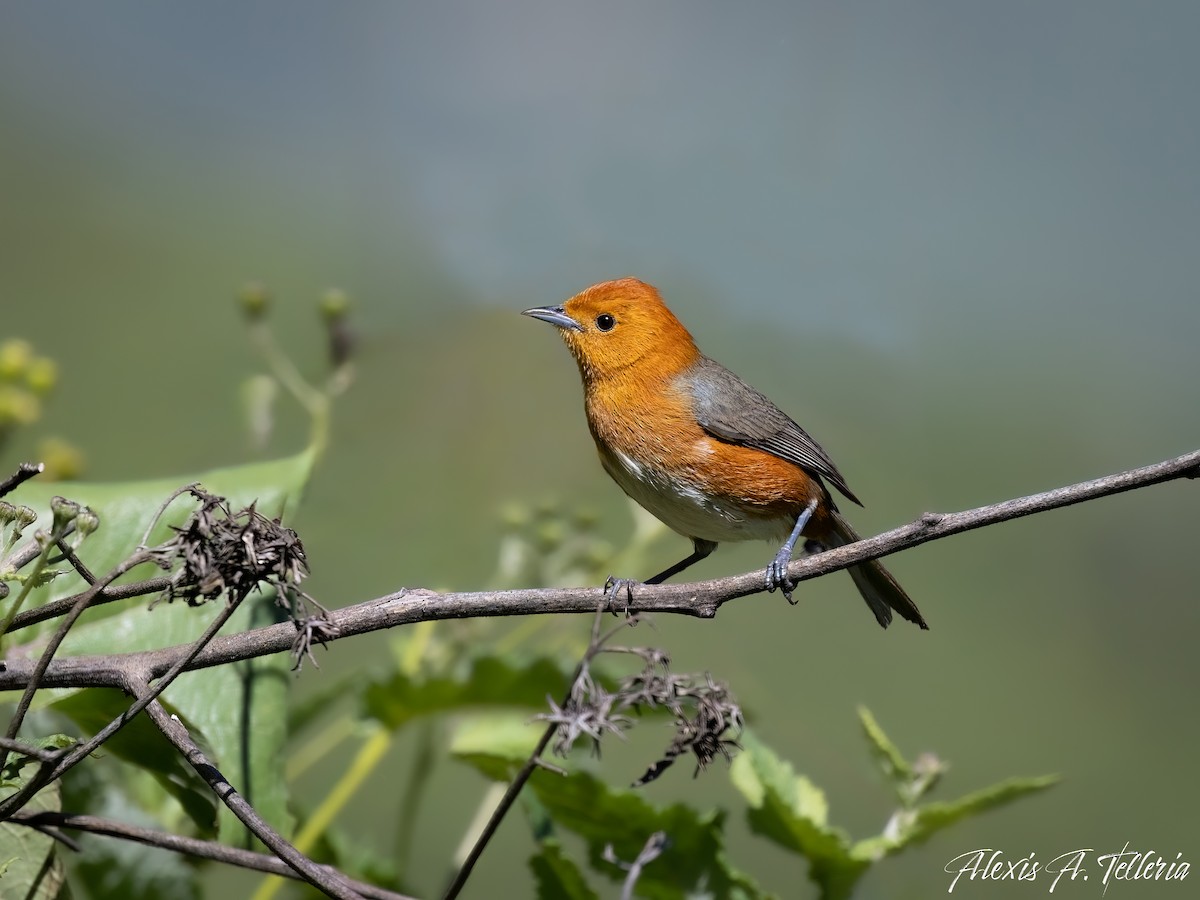 Rufous-chested Tanager - ML618292573