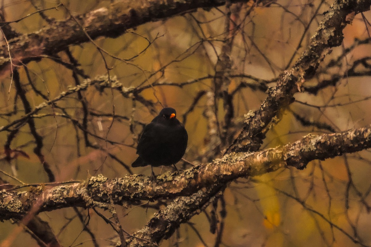 Eurasian Blackbird - ML618292574