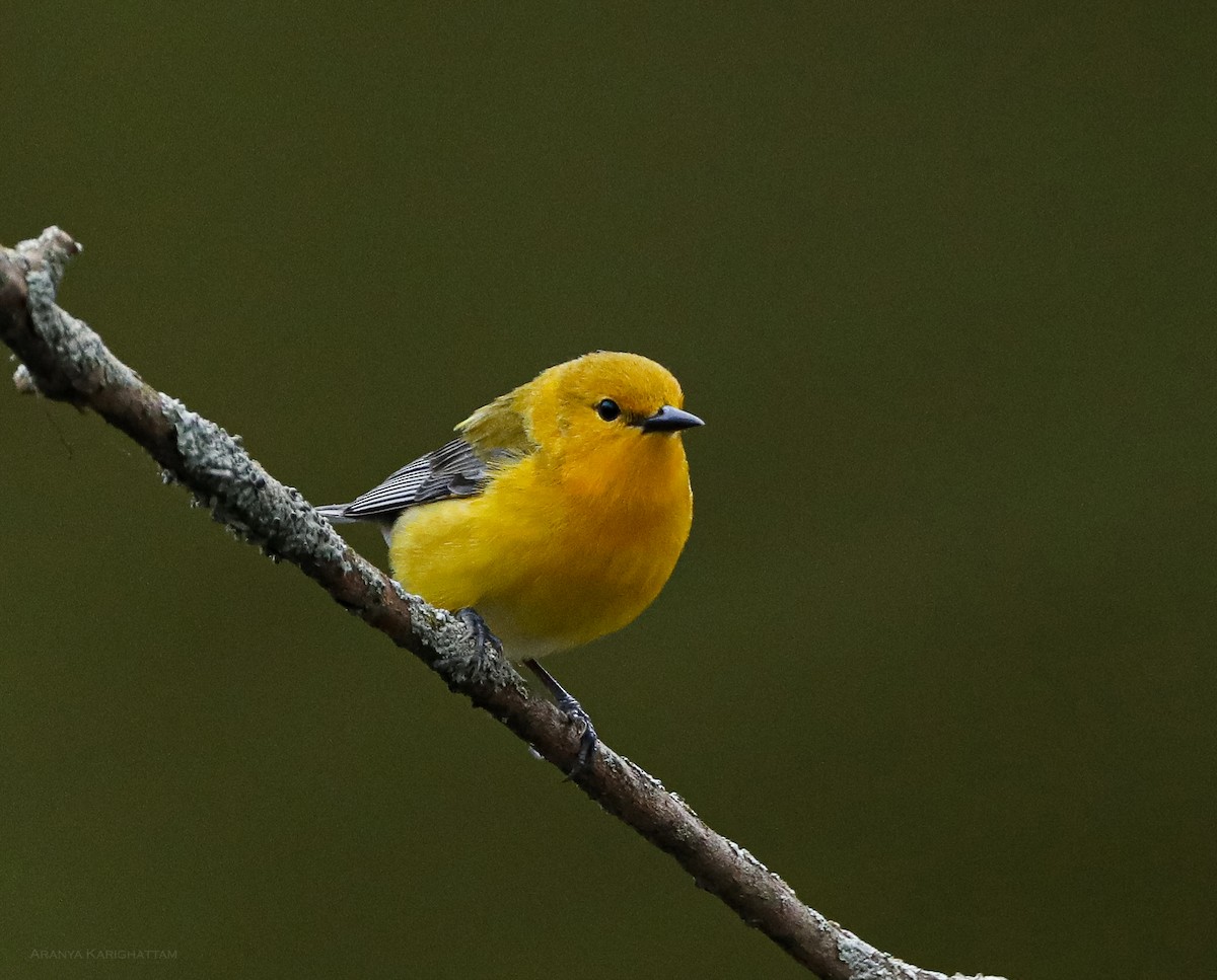 Prothonotary Warbler - ML618292624