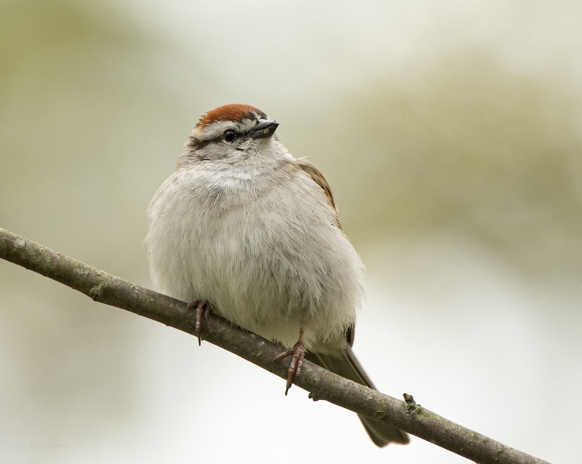 Chipping Sparrow - ML618292633