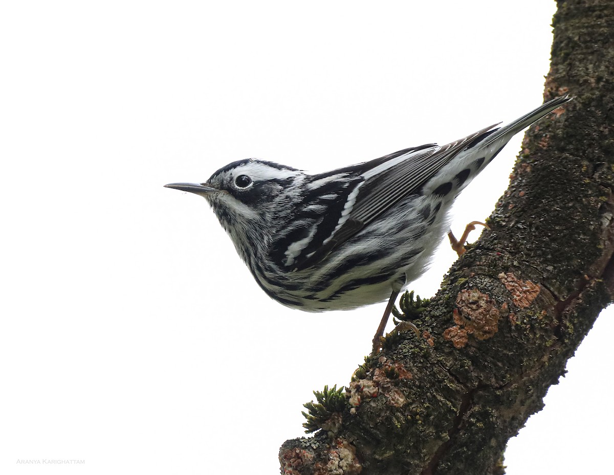 Black-and-white Warbler - ML618292637