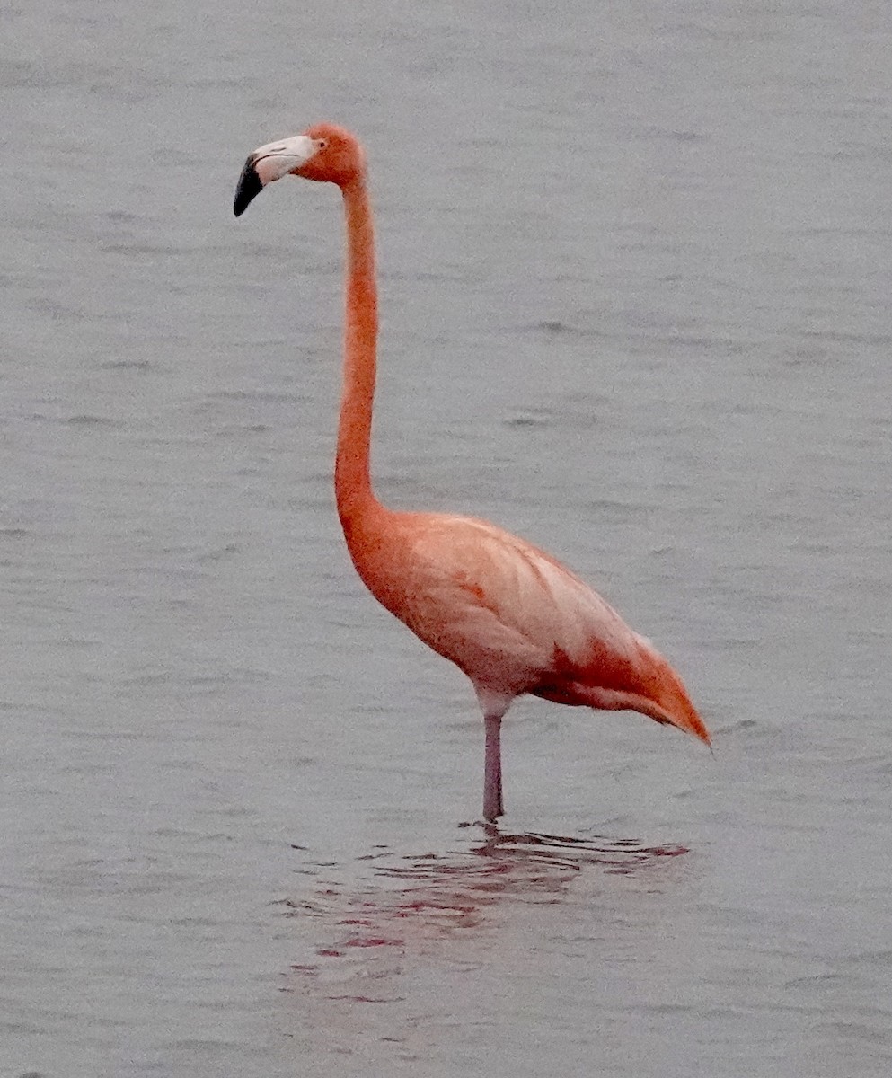 American Flamingo - ML618292641