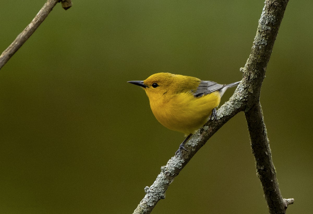 Prothonotary Warbler - ML618292643