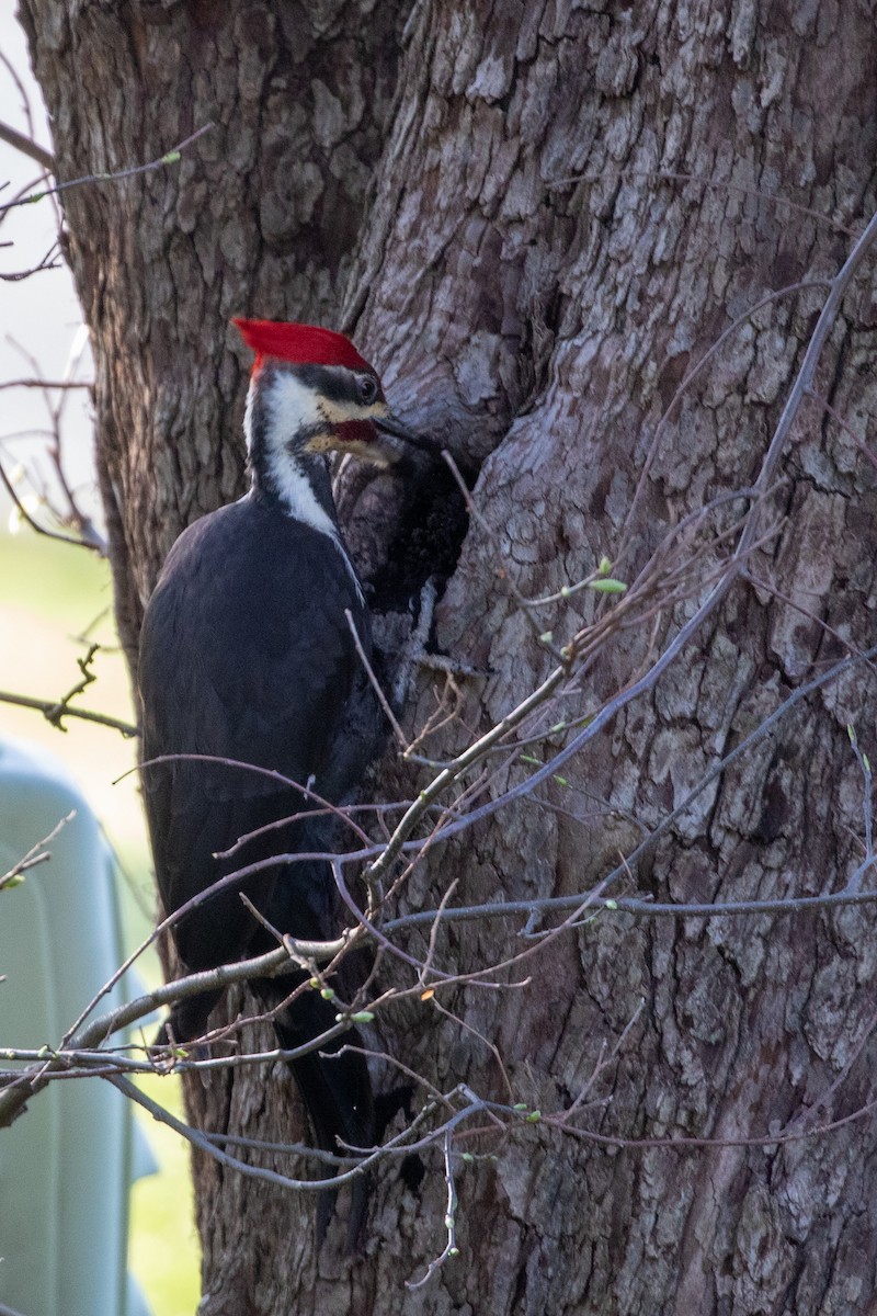Pileated Woodpecker - Camille James