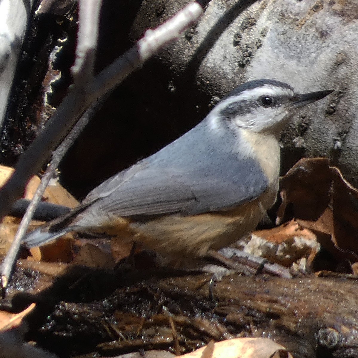 Red-breasted Nuthatch - ML618292666