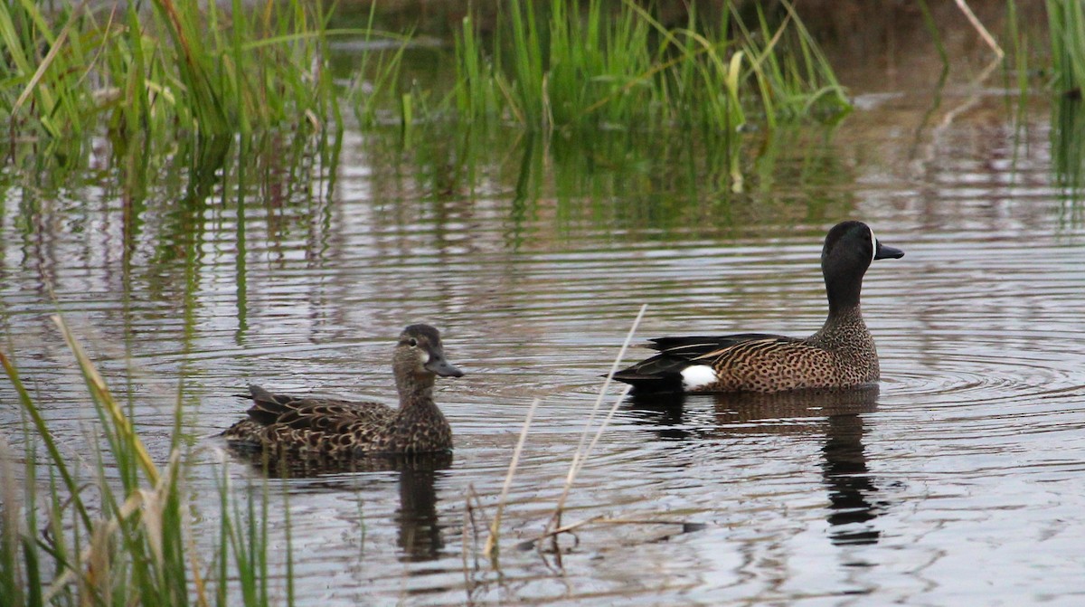 Blue-winged Teal - Hilary Dickson