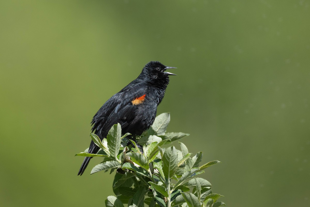 Red-winged Blackbird - Thomas Bancroft