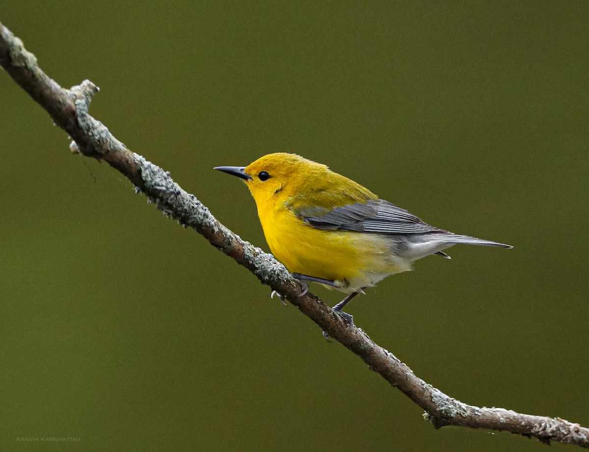 Prothonotary Warbler - ML618292699
