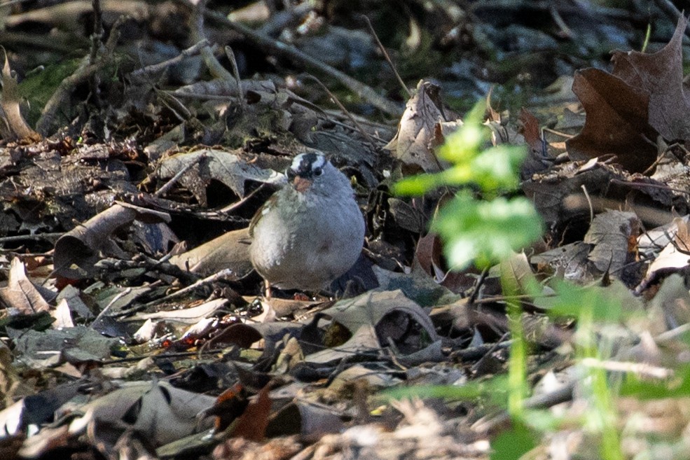 White-crowned Sparrow - Camille James