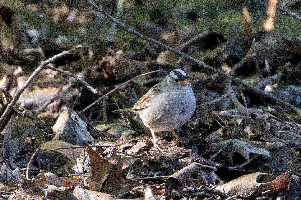 White-crowned Sparrow - Camille James
