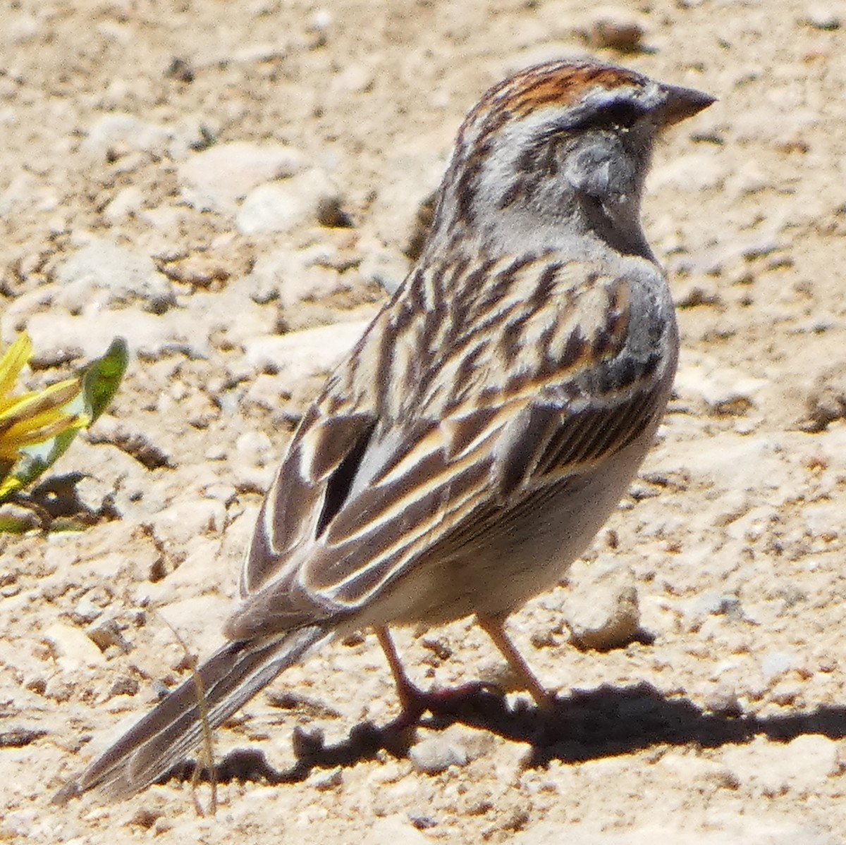 Chipping Sparrow - C Fred Zeillemaker